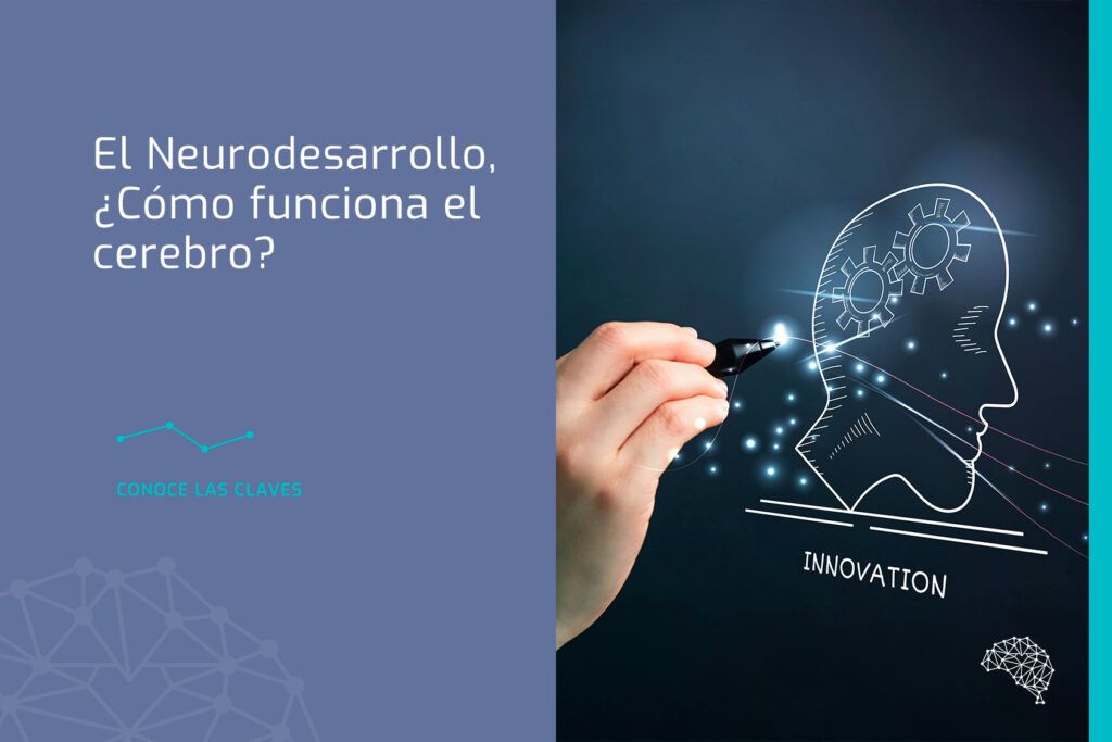 Descubre las Fascinantes Etapas del Desarrollo Nervioso 2 descubre las fascinantes etapas del desarrollo nervioso