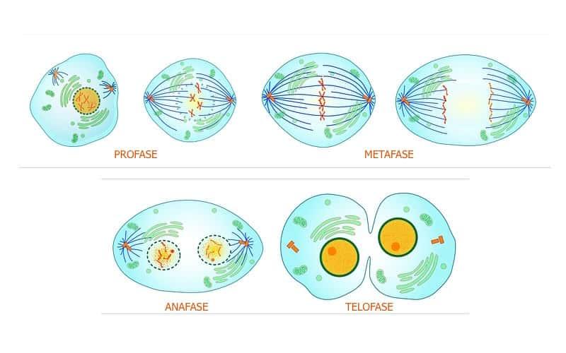 Descubre las Fases de la Mitosis: Etapas Clave y Dibujo 2 descubre las fases de la mitosis etapas clave y dibujo