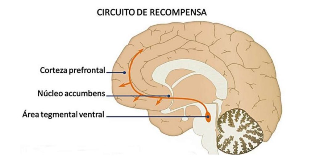 Descubre las Funciones Clave de las Encefalinas en Madrid 2 descubre las funciones clave de las encefalinas en madrid