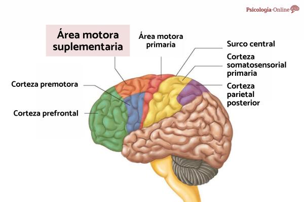 Descubre las Partes y Funciones Clave del Área Motora 2 descubre las partes y funciones clave del area motora