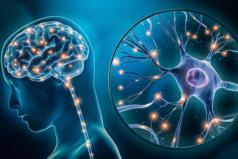 Descubre las Sorprendentes Características de las Neuronas 2 descubre las sorprendentes caracteristicas de las neuronas