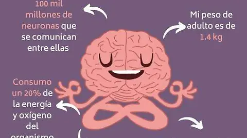 Descubre las Sorprendentes Funciones de Tu Cerebro 2 descubre las sorprendentes funciones de tu cerebro