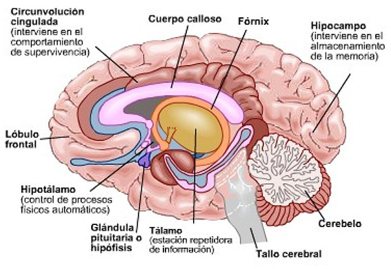 descubre las sorprendentes funciones del hipocampo aqui