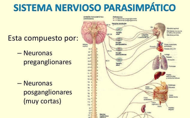 Descubre las Sorprendentes Funciones del Nervioso Parasimpático 33 descubre las sorprendentes funciones del nervioso parasimpatico