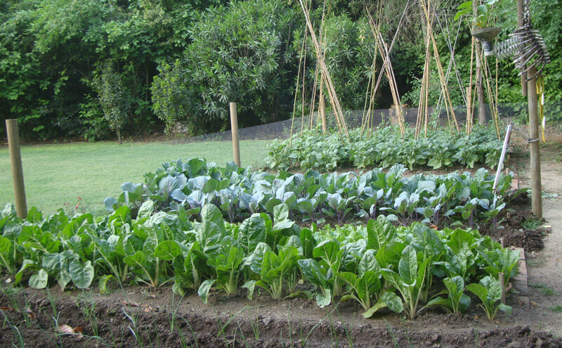 Descubre las Sorprendentes Ventajas de Vivir en el Campo 2 descubre las sorprendentes ventajas de vivir en el campo
