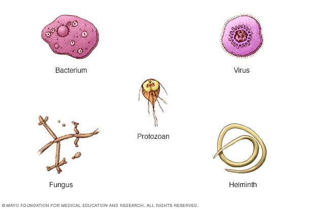 Descubre los 5 Tipos de Virus y Su Función Esencial 2 descubre los 5 tipos de virus y su funcion esencial