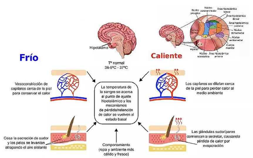 descubre los claves de la homeostasis en el cuerpo humano