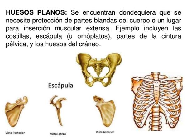 descubre los huesos planos tipos y funciones clave
