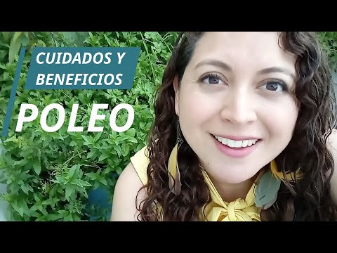 Descubre los Increíbles Beneficios del Poleo y Menta 2 descubre los increibles beneficios del poleo y menta