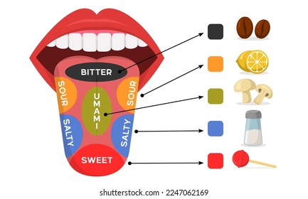 descubre los sabores variedades y receptores en tu lengua
