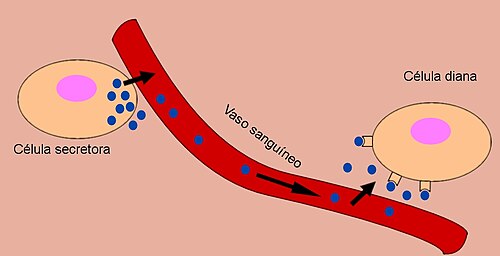 Descubre los Tipos de Enfermedades Endocrinas y sus Claves 2 descubre los tipos de enfermedades endocrinas y sus claves