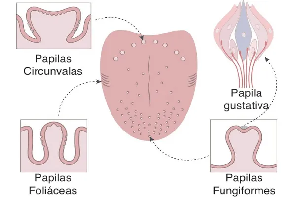Descubre los Tipos de Papilas Gustativas y su Función 2 descubre los tipos de papilas gustativas y su funcion