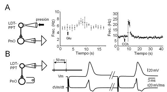 Despolarización Neuronal: Su Impacto y Función Revelados 2 despolarizacion neuronal su impacto y funcion revelados