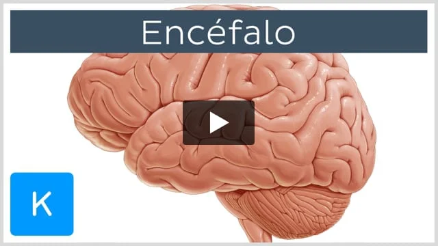 diencefalo partes y funciones clave que debes conocer
