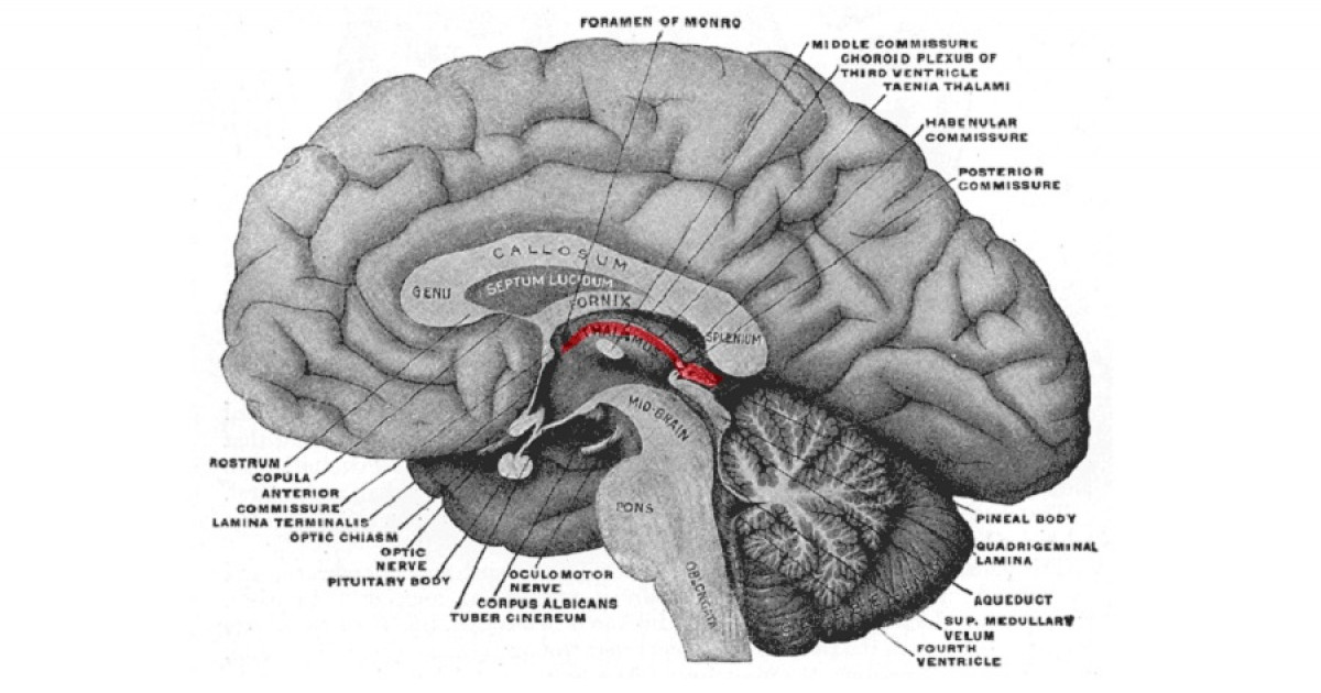 Diencephalon: PARTES y FUNCIONES CLAVE para tu MENTE 2 diencephalon partes y funciones clave para tu mente