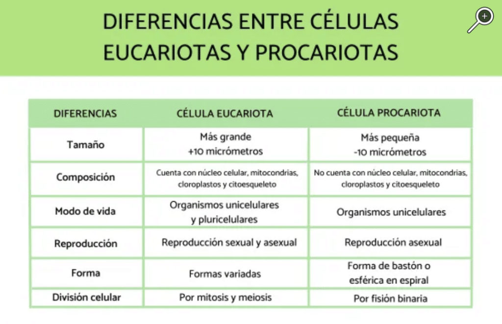 diferencias clave celulas procariotas vs eucariotas