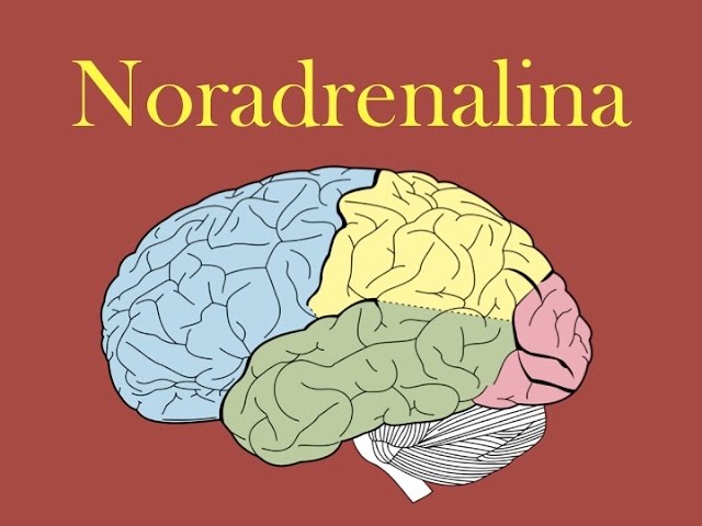 Diferencias ENTRE ADRENALINA y NORADRENALINA - ¡Descúbrelo! 33 diferencias entre adrenalina y noradrenalina descubrelo