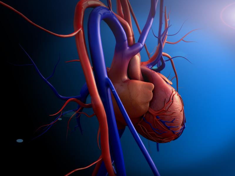 Diferencias entre Arterias y Venas: Descúbrelo Aquí 2 diferencias entre arterias y venas descubrelo aqui