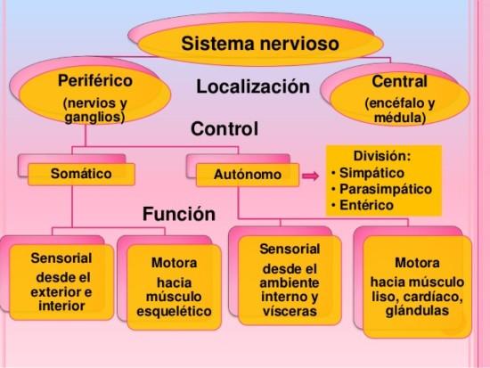 Diferencias ENTRE el SISTEMA NERVIOSO CENTRAL y PERIFÉRICO 41 diferencias entre el sistema nervioso central y periferico
