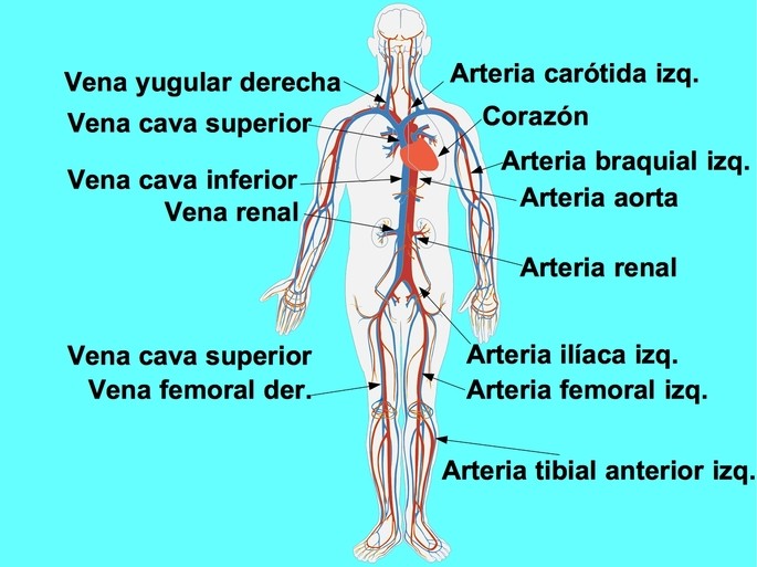 diferencias entre venas arterias y capilares descubrelas