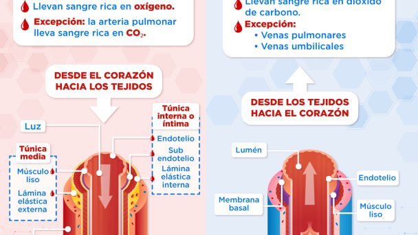 Diferencias entre Venas y Arterias: Cuál es su Función 2 diferencias entre venas y arterias cual es su funcion