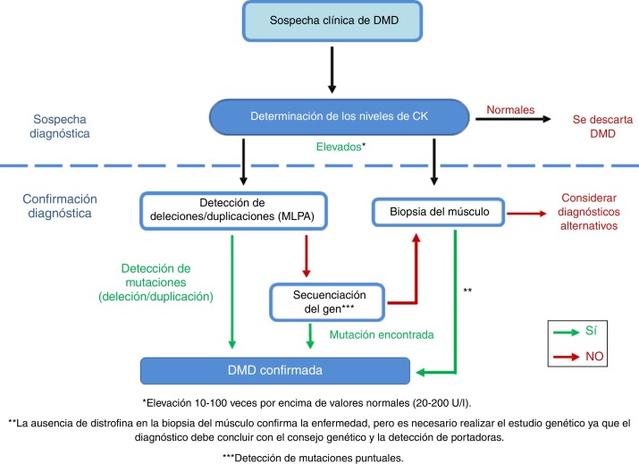 Distrofia Muscular de Duchenne: Diagnóstico y Tratamiento Clave 2 distrofia muscular de duchenne diagnostico y tratamiento clave