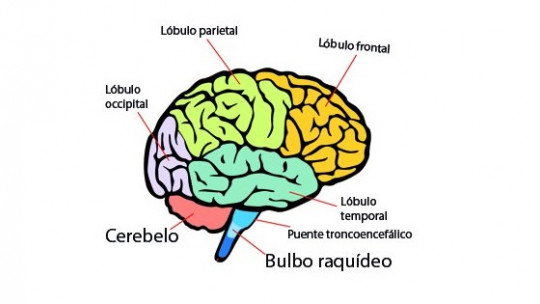 donde esta ubicada la mente descubre la respuesta ahora