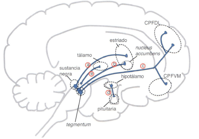 Dopamina y SEROTONINA: Diferencias CLAVE que DESCONOCES 26 dopamina y serotonina diferencias clave que desconoces