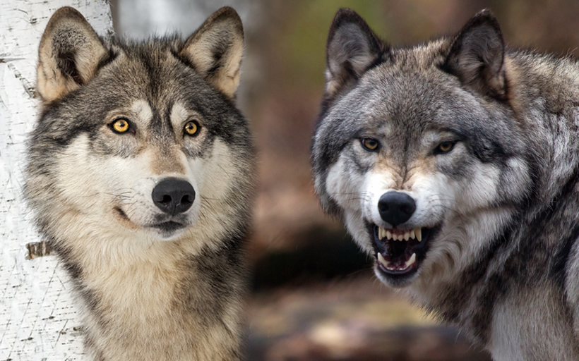 dos lobos la leyenda cherokee que transforma tu vida