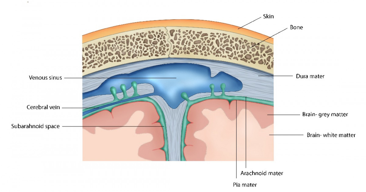 DURAMADRE: Anatomía y FUNCIONES ESENCIALES del CEREBRO 2 duramadre anatomia y funciones esenciales del cerebro