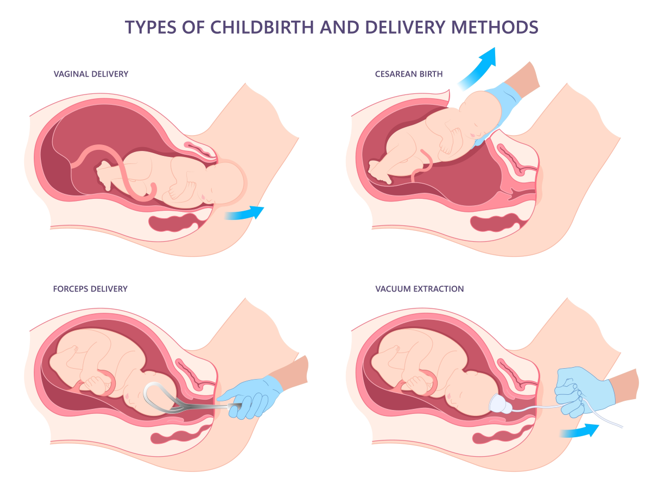 Ectodermo: Descubre su Impacto Vital en la Gestación 2 ectodermo descubre su impacto vital en la gestacion