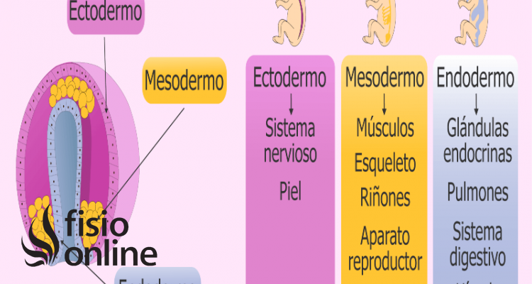 Ectodermo: QUÉ ES y su IMPORTANCIA en la GESTACIÓN 2 ectodermo que es y su importancia en la gestacion