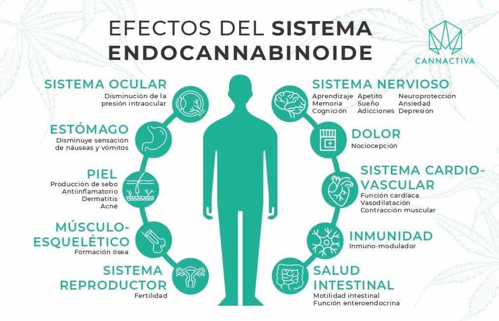 Efectos de la Marihuana en el Cerebro: Descúbrelo Online 2 efectos de la marihuana en el cerebro descubrelo online