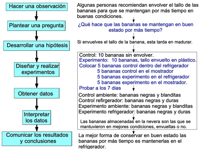 ejemplos de hipotesis para entender el metodo cientifico