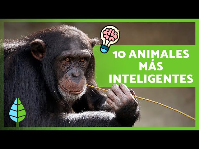 El ANIMAL más INTELIGENTE del MUNDO - ¡Descubre los TOP 20! 23 el animal mas inteligente del mundo descubre los top 20