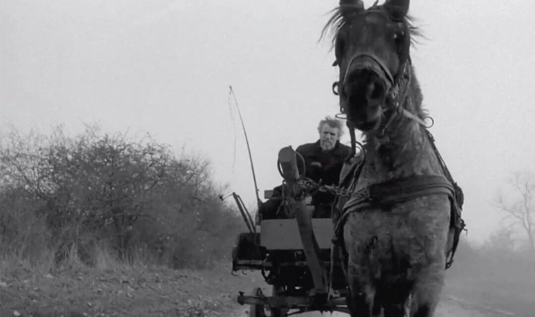 EL CABALLO DE NIETZSCHE - La TRAGEDIA que lo HIZO LLOREAR 2 el caballo de nietzsche la tragedia que lo hizo llorear