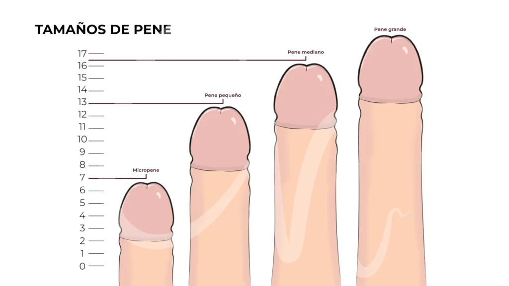 El GROSOR PERFECTO del PENE - Tamaño PROMEDIO a los 14 2 el grosor perfecto del pene tamano promedio a los 14