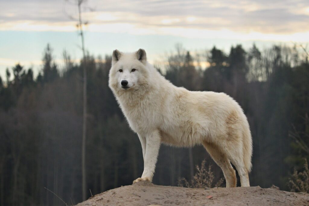 el hombre es un lobo descubre su impactante significado