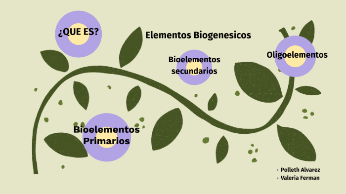 Elementos BIOGENÉSICOS: Tipos, FUNCIONES y su IMPORTANCIA 2 elementos biogenesicos tipos funciones y su importancia