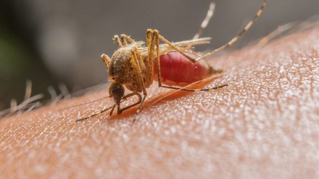 ENCEFalitis: QUÉ ES, TIPOS y cómo PREVENIRLA Efectivamente 2 encefalitis que es tipos y como prevenirla efectivamente