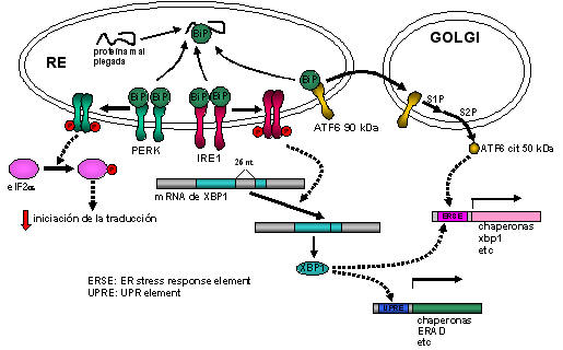 endoplasmic reticulum claves y funciones esenciales