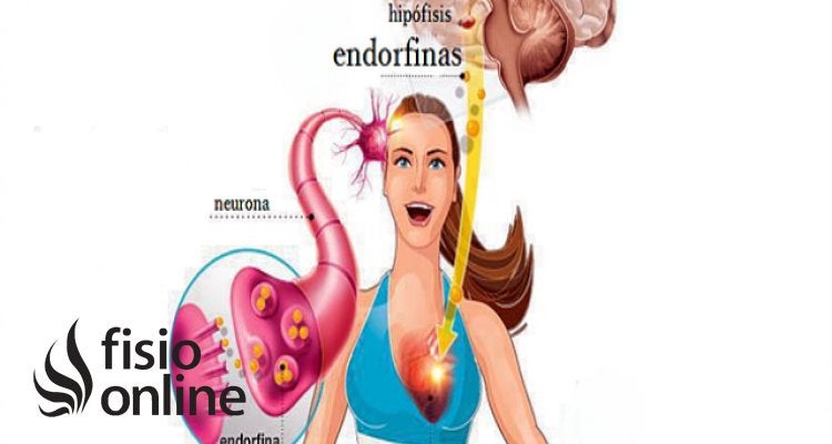 ENDORFINAS: Qué son y sus IMPORTANTES FUNCIONES en tu Cuerpo 2 endorfinas que son y sus importantes funciones en tu cuerpo