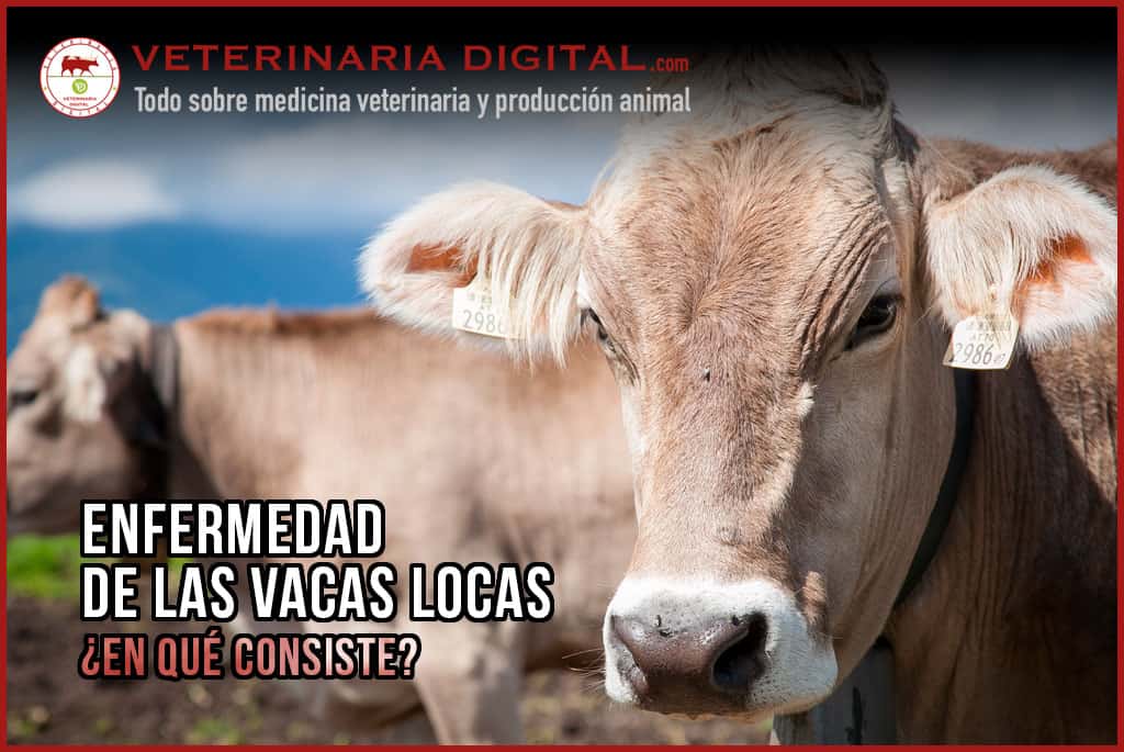 enfermedad de las vacas locas sintomas y riesgos clave