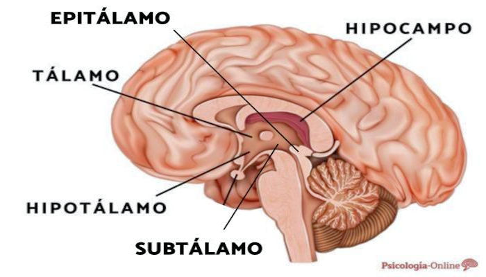 Epitálamo: DESCUBRE sus PARTES y FUNCIONES ASOMBROSAS 2 epitalamo descubre sus partes y funciones asombrosas