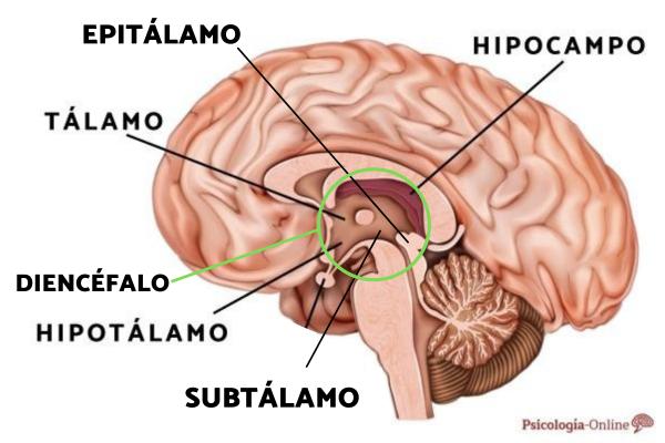Epitálamo: Descubre sus PARTES y FUNCIONES ESENCIALES 2 epitalamo descubre sus partes y funciones esenciales