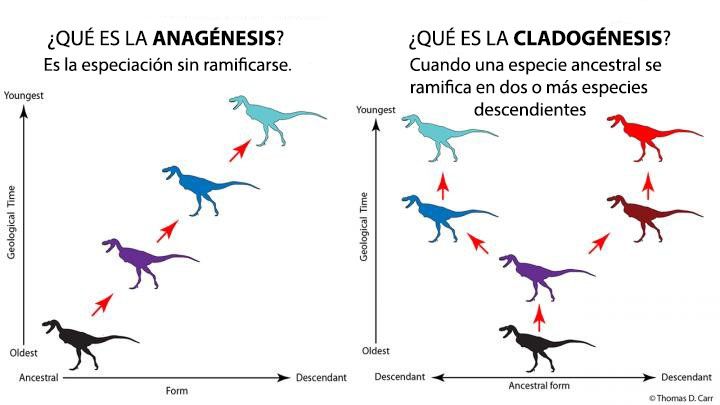 especiacion alopatrica tipos y claves que debes conocer