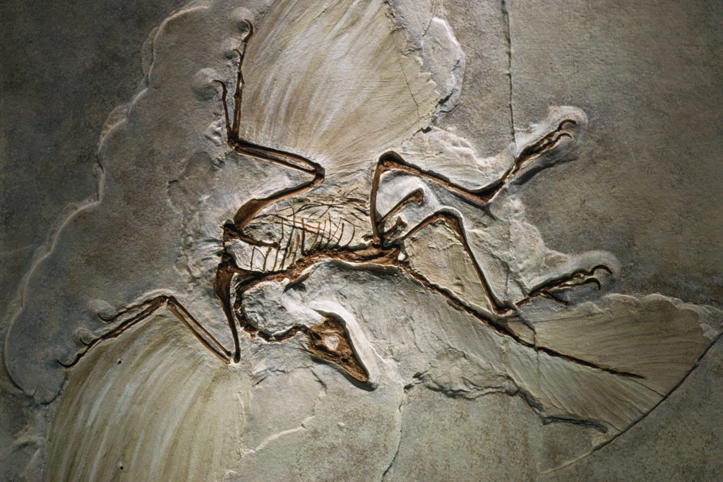 Especiación: Clave Oculta de la Evolución Biológica 2 especiacion clave oculta de la evolucion biologica