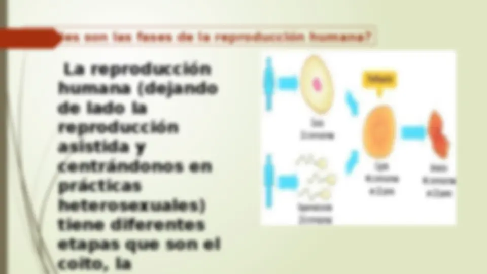 espermatogenesis descubre sus 4 fases y proceso detallado