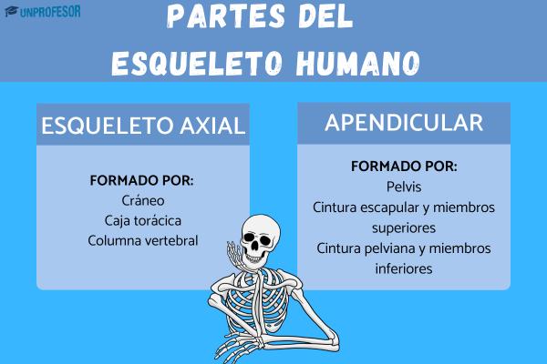 esqueleto axial descubre sus partes y funciones clave
