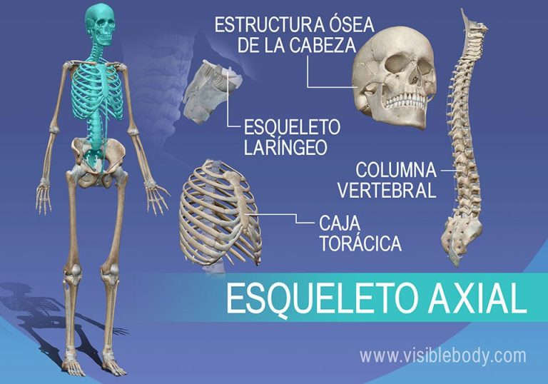 Sentido Axial Sentido de la VISTA: Características y FUNCIONES Clave